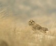thumb_700_750_11th_place_Markus_Sa_fken_Digiscoping_Short_eared_Owl[12]